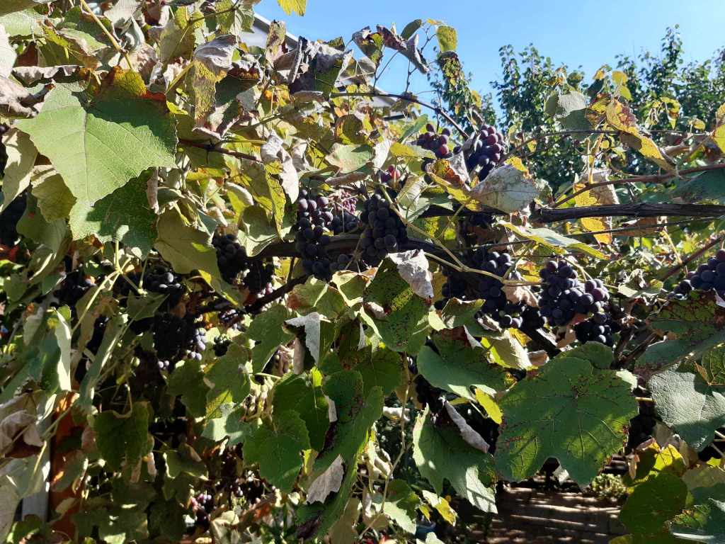 Matyuszék farmján Dunakeszin